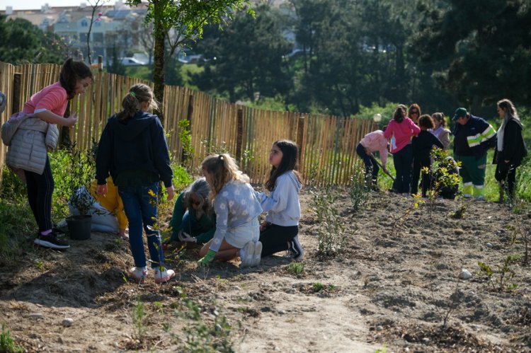 Microflorestas - Ação de Cuidadores Voluntários - Parque Urbano das Quintinhas - Charneca da Caparica