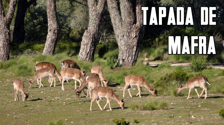 Caminhada mensal 'Tapada Nacional de Mafra'