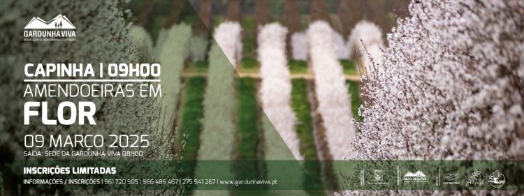 Amendoeiras em flor '2025