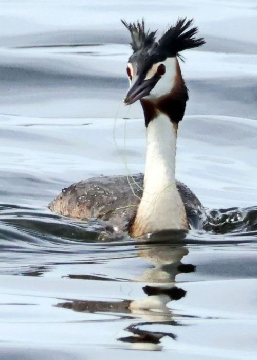 Curso de Fotografia - Aves Aquáticas na Lagoa Pequena