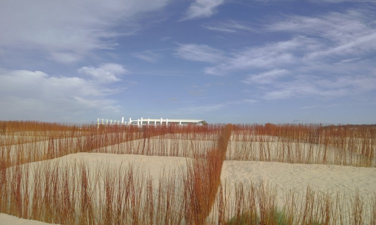 Ação de Voluntariado ReDuna - Praia São João da Caparica