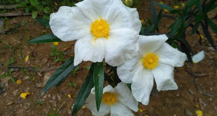 Gestão do Esteval e a Valorização dos seus Produtos