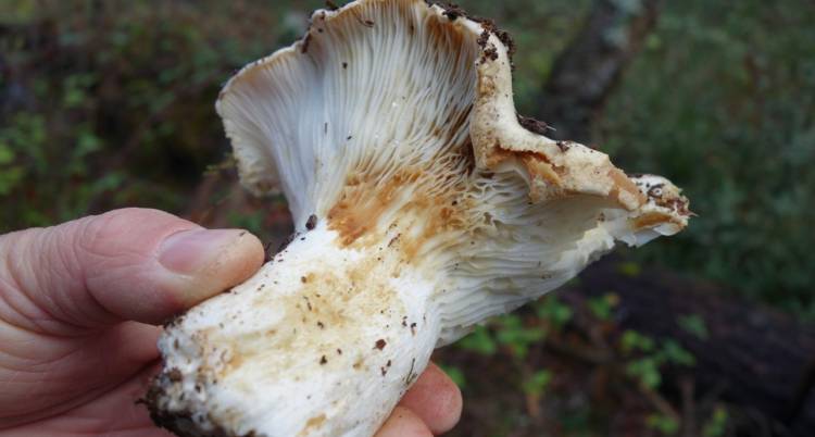 Passeio Micológico de Primavera