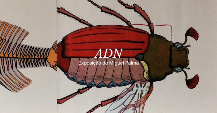 INAUGURAÇÃO . Exposição de Miguel Palma. ADN 