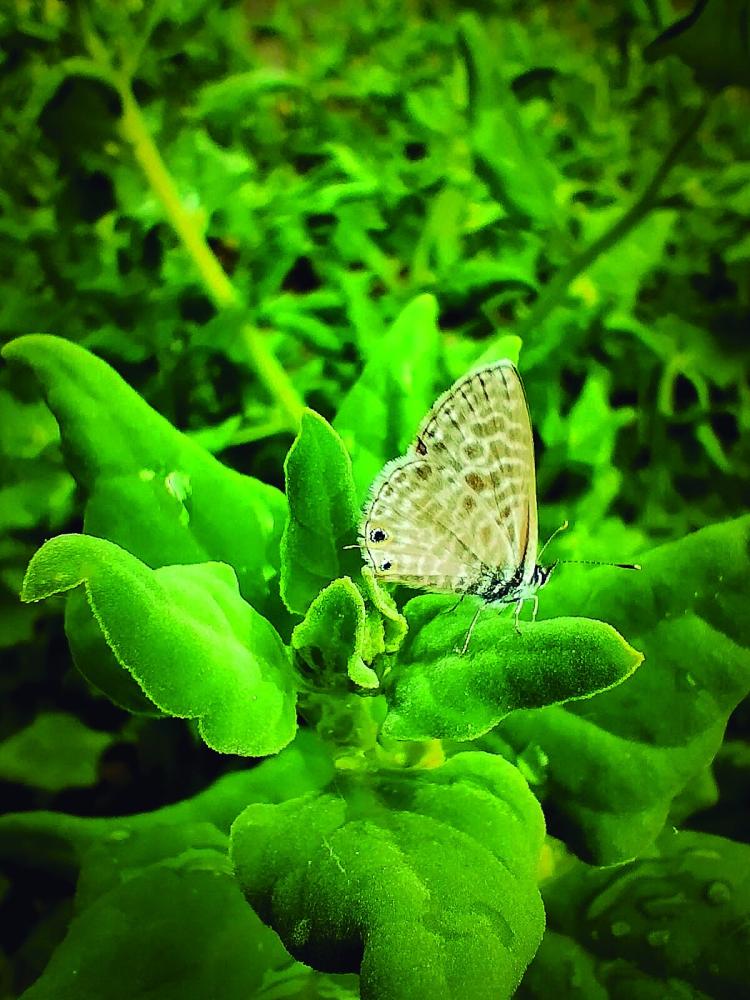 As Borboletas Diurnas da Várzea
