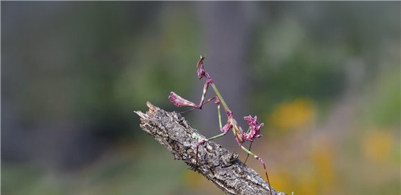Ciclo de Passeios Natureza 2025
