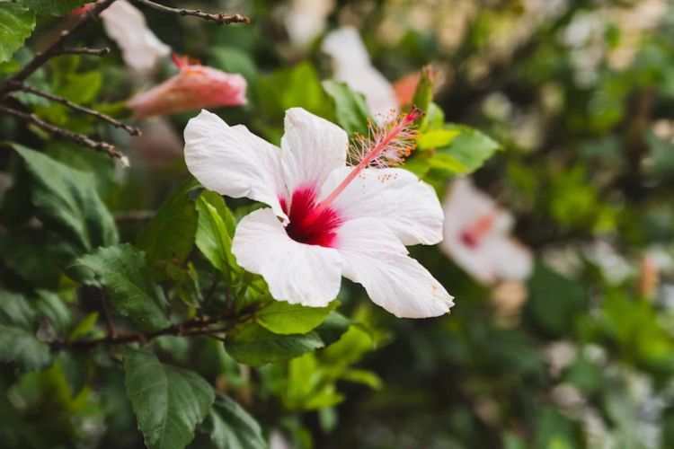 Semana da Primavera