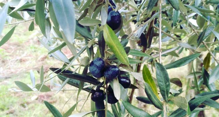 Workshop de Poda de Oliveiras