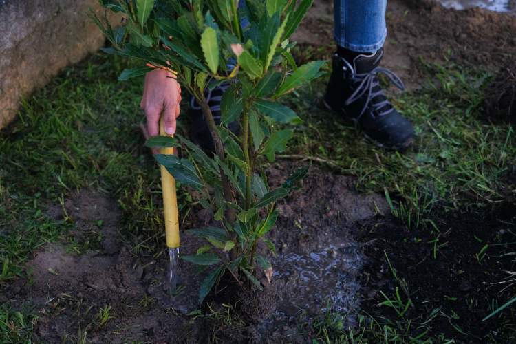 Almada lança “Os Dias das Árvores” 