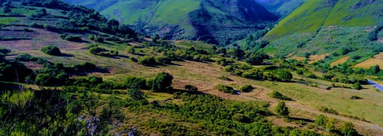 Trabajos  forestales: estrategias para el mantenimiento del entorno natural