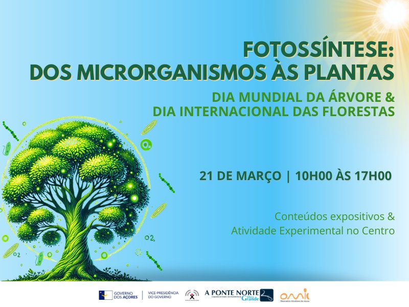 Fotossíntese: dos microorganismos às plantas