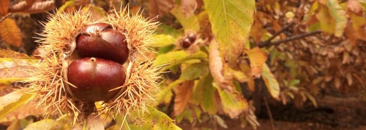 Castañicultura: enfermedades y manejo de plantaciones