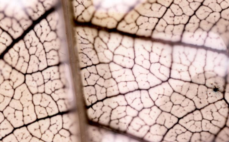 Sensografia - Mineral Vegetal - Oficina de Fotografia Experimental 2 