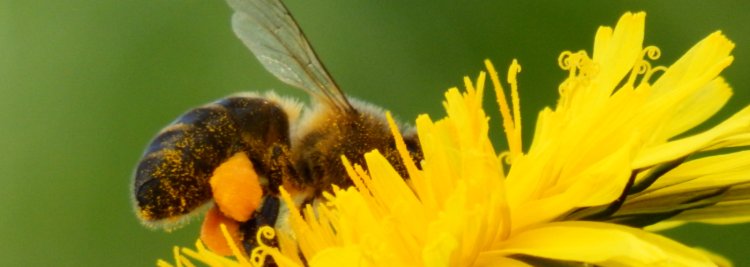 Obtención y elaboracion de productos apícolas (PRESENCIAL)