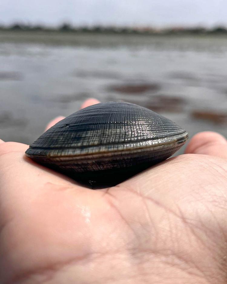 Conversa de Mar 'Pesca tradicional: a perspetiva de uma mariscadora'