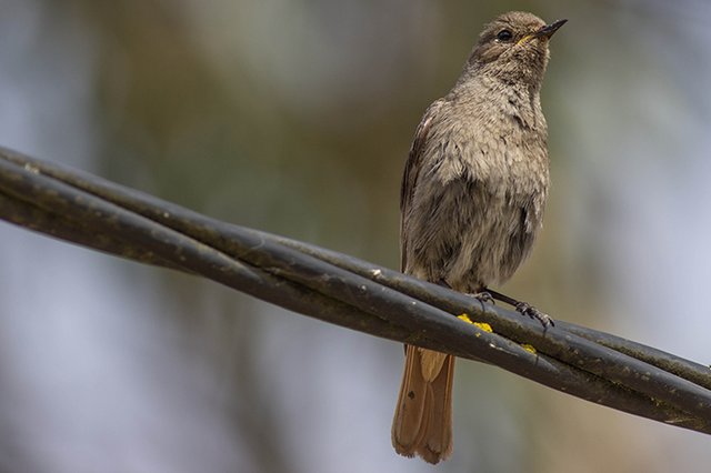 Escutar a Biodiversidade: Os Sons da Fábrica de Pólvora
