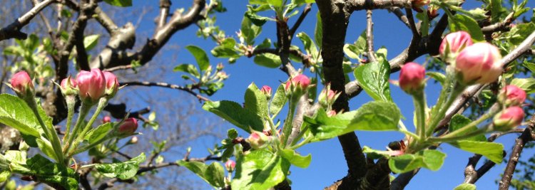 Arboricultura y jardinería: poda ornamental y frutal