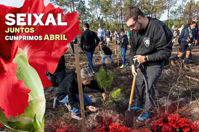 Ação de Reflorestação