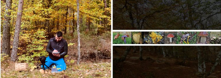 EL FASCINANTE MUNDO DE LAS SETAS: Ecología, Identificación y Recolección