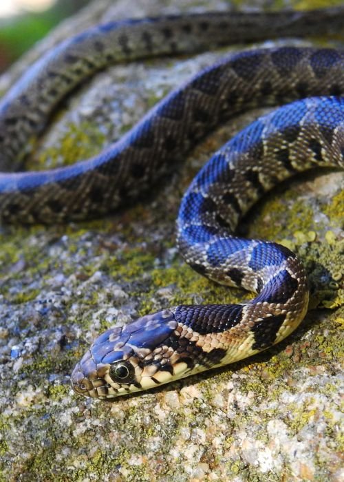 Descobre os Répteis de Portugal