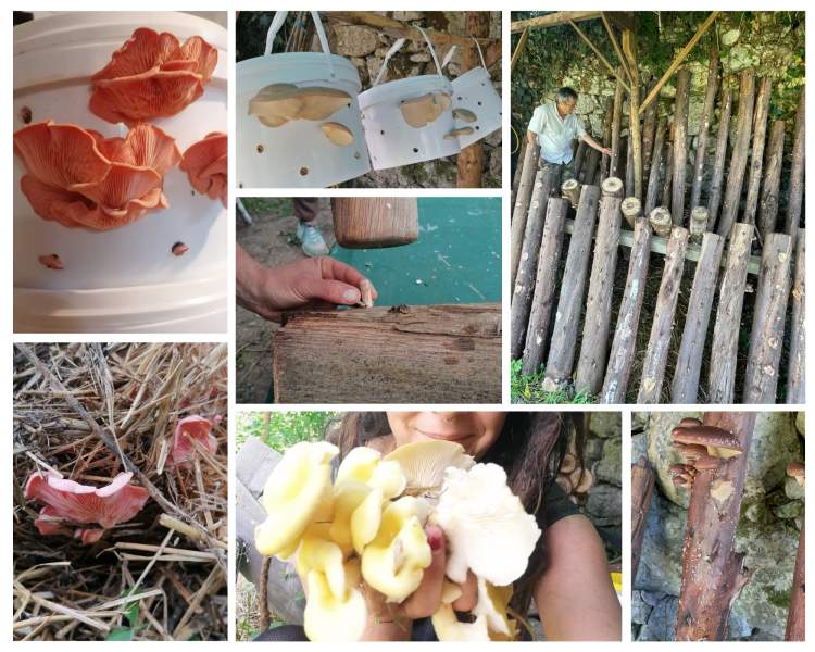 Cultivo caseiros cogumelos - Mushroom cultivation ( home grow )