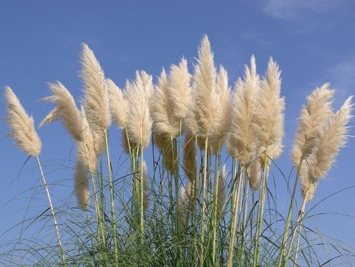 AÇÃO DE SENSIBILIZAÇÃO E CONTROLO DE PLANTAS INVASORAS