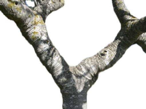 EXPOSIÇÃO “PLANTAR AFECTOS”, de Mariana Dias Coutinho