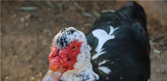 Quinta do Peral - Sábados na Quinta