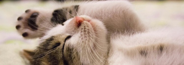 Como aprende un gato