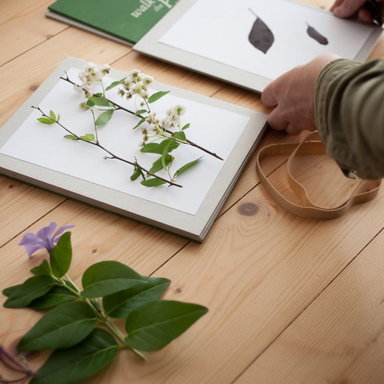 Herbário Vivo - Identificação e Coleção de Plantas