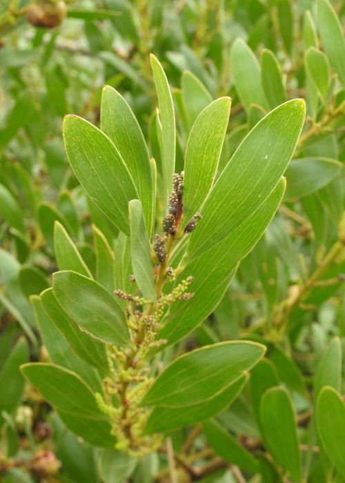 Workshop Controlo de Flora Invasora