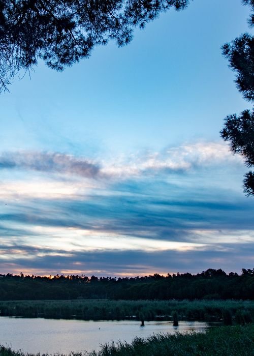 Biodiversidade em Movimento