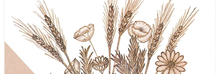 'Celebre o Dia da Espiga no Museu Agrícola!'