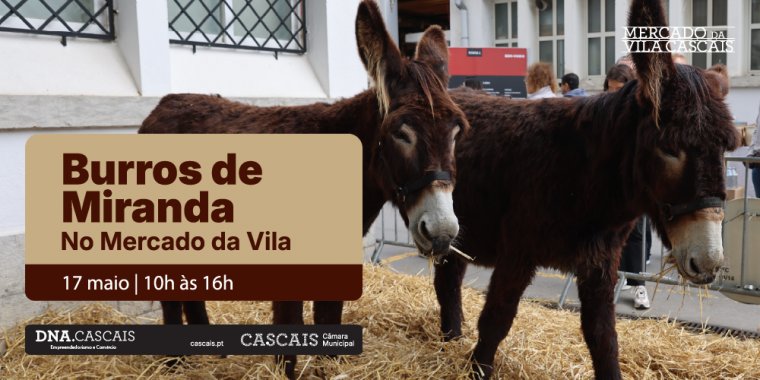 Burros de Miranda no Mercado da Vila | Festa dos Maios 2025