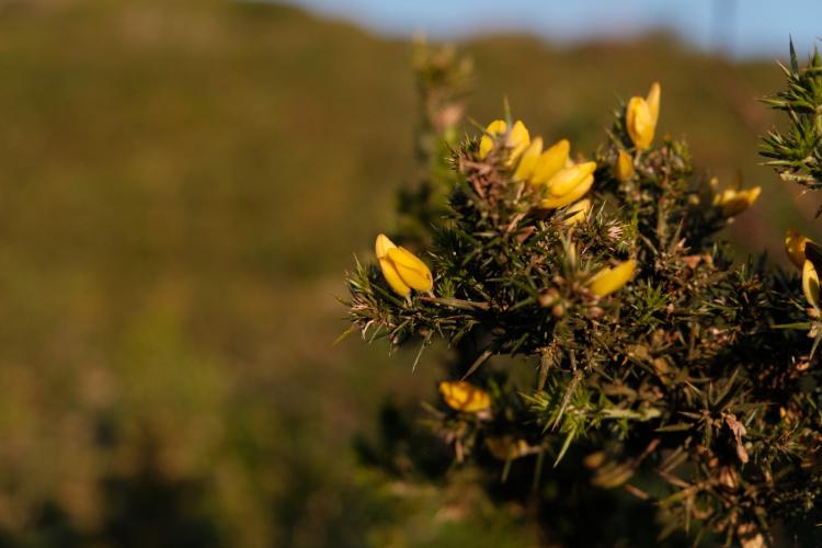 Flora da Serra do Socorro: Biodiversidade e Tecnologia