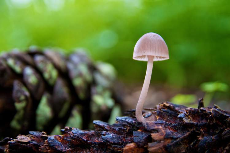 BioBlitz Parque da Paz 2025