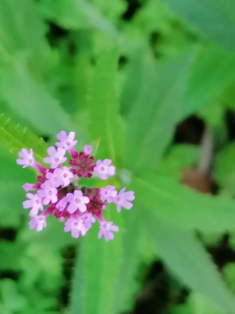Passeio botânico: Plantas silvestres comestíveis, medicinais e outras da Senhora da Rocha