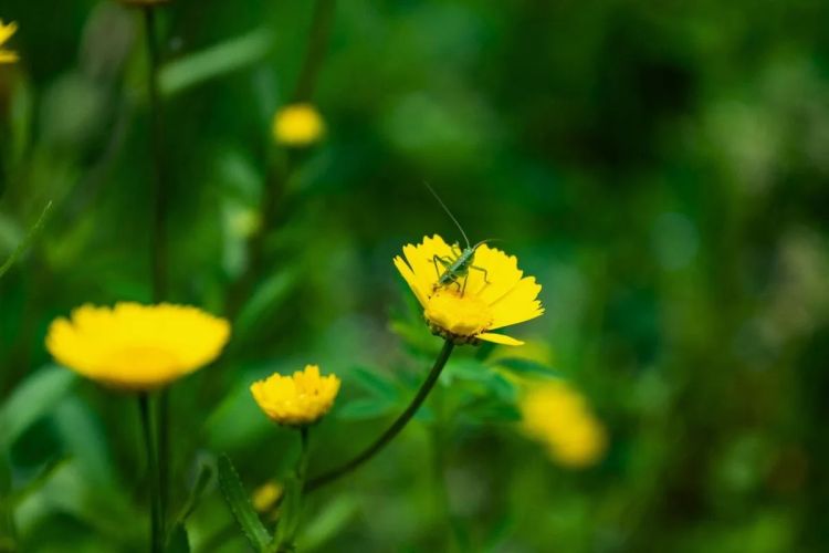 Semana da Biodiversidade