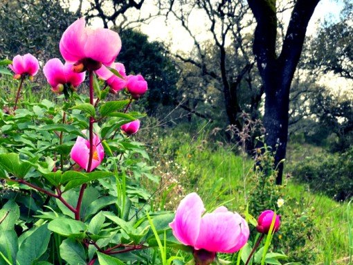 V BIOBLITZ FLORA DE PORTUGAL
