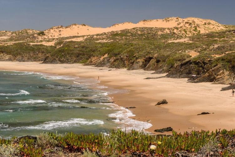 Controlo de espécies invasoras em habitats dunares