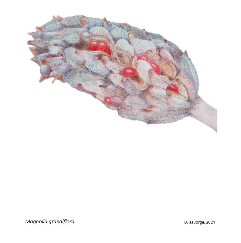 A(R)RISCAR — CICLO DE ILUSTRAÇÃO CIENTÍFICA — OFICINA DE ILUSTRAÇÃO CIENTÍFICA