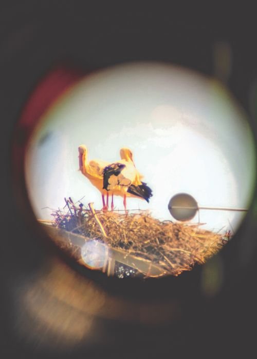 Observar e Conhecer as Cegonhas da Vila