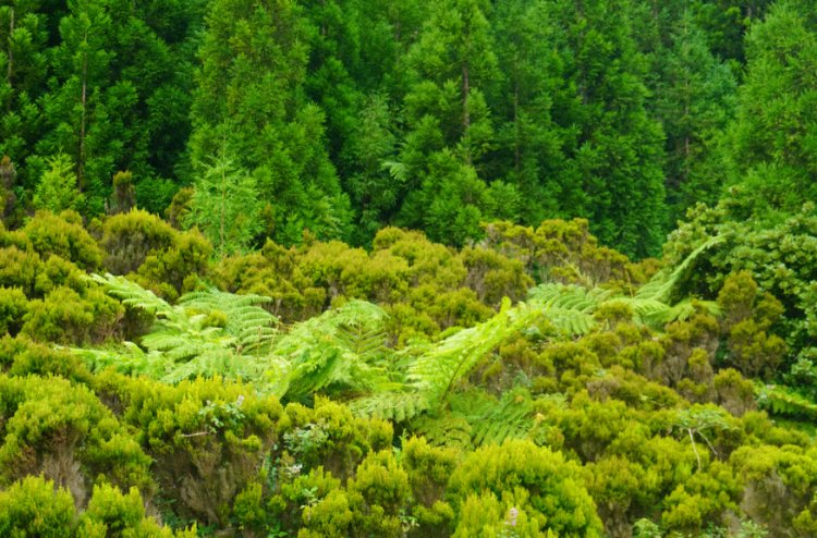 Jardins Vivos | Oficina boas práticas para um jardim ecologicamente sustentável