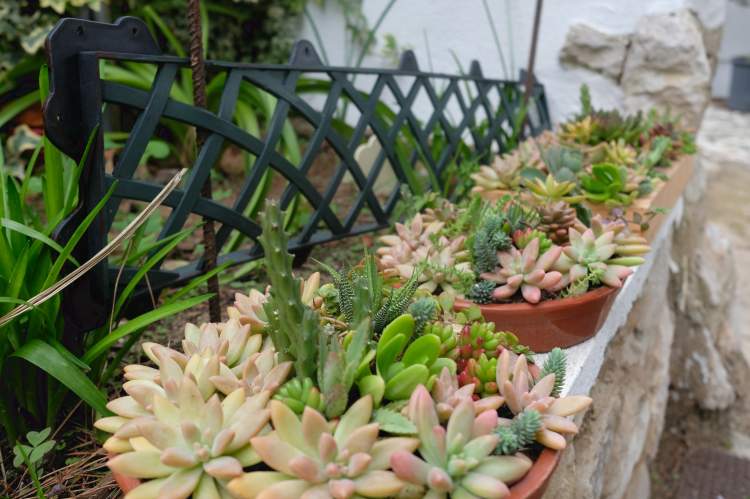 Workshop 'O Nosso Jardim de Suculentas'