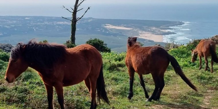 Passeio 'Rewilding Cascais'