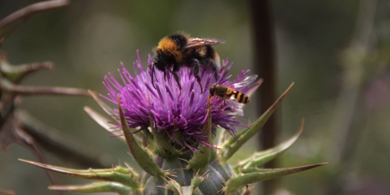 Passeio de observação de Polinizadores