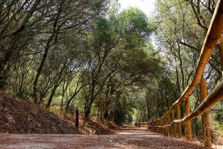 Corredor verde de Monsanto
