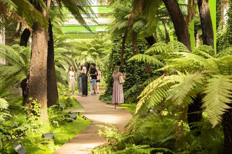 ‘Entre helechos’: visitas guiadas para conocer en profundidad las especies que conforman Fuego Verde