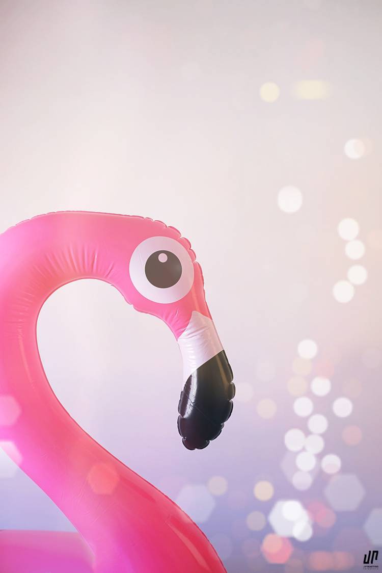in.Circo - Festa das Artes de Circo // QUANTOS FLAMINGOS SÃO PRECISOS PARA FAZER UMA FESTA?