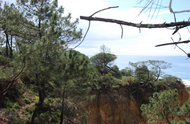 Visita Guiada à Arriba Fóssil da PPAFCC: uma conversa entre a terra e o mar